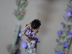 Amegilla quadrifasciata maderae