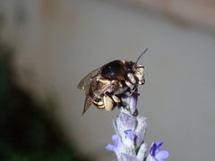 Amegilla quadrifasciata maderae