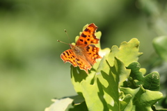 Polygonia c-album
