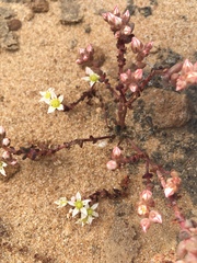 Dudleya brevifolia