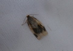 Clepsis melaleucanus