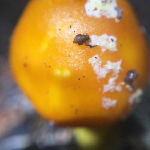 Allacma fusca