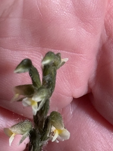 Image of Zeuxine oblonga by (c) SJM McFish, some rights reserved (CC BY-SA)