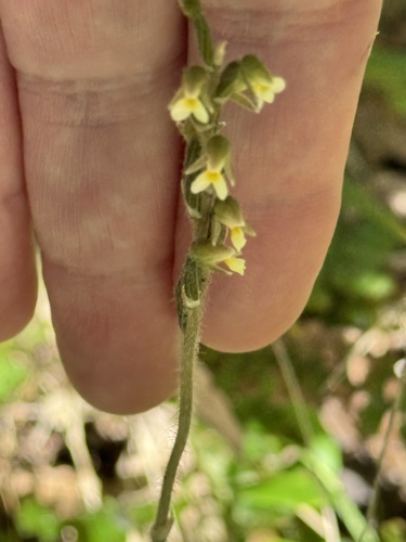 Image of Zeuxine oblonga by (c) SJM McFish, some rights reserved (CC BY-SA)
