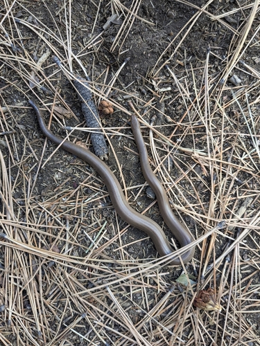 iNaturalist observation photo of Northern Rubber Boa