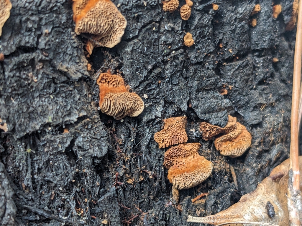 Coltriciella sp. 'FL02'