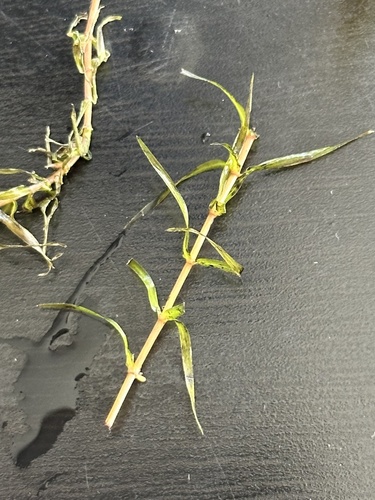 Image of Elodea nuttallii by no rights reserved