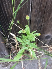 Urospermum picroides