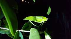 Stilpnochlora nanna