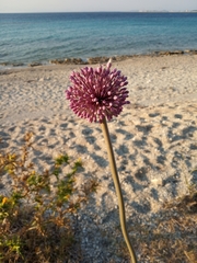 Allium commutatum