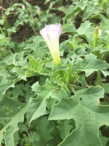Image of Datura quercifolia by (c) Oscar C. González Martínez, some rights reserved (CC BY-SA)