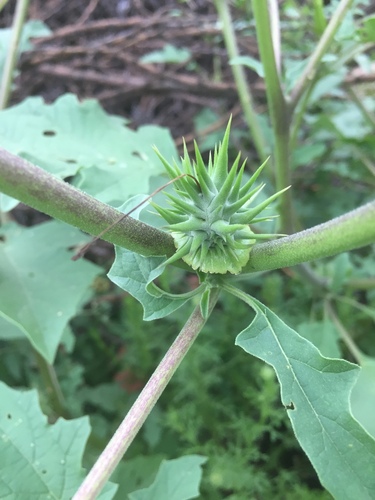 Image of Datura quercifolia by (c) Oscar C. González Martínez, some rights reserved (CC BY-SA)