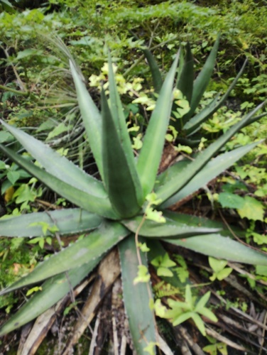 Agave convallis