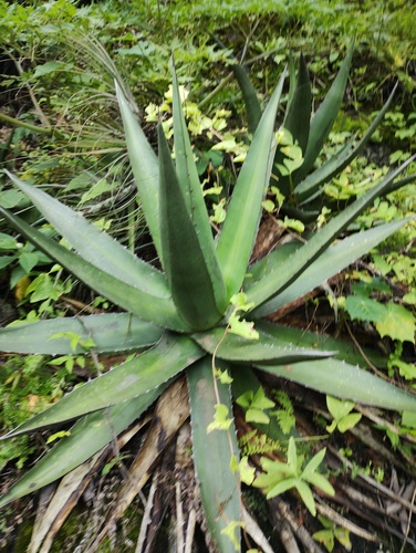 Agave convallis