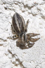 Phlegra fasciata