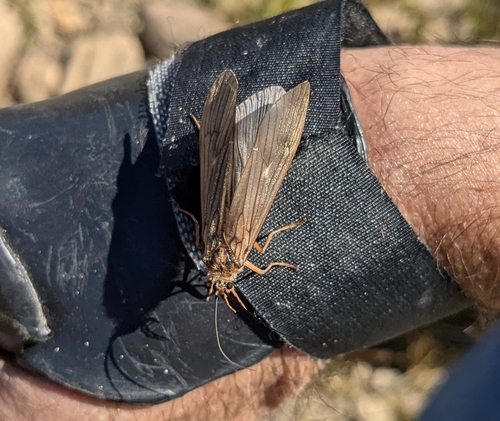 iNaturalist observation photo of Dicosmoecus gilvipes
