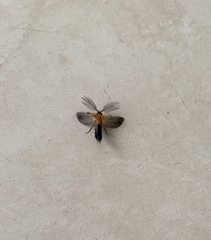 Melanchroia chephise