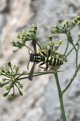Polistes gallicus