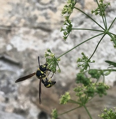 Polistes gallicus