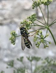 Polistes gallicus