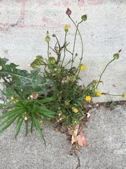 Urospermum picroides