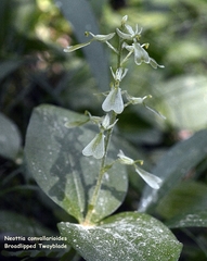 Neottia convallarioides