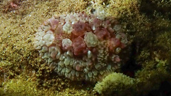 イシガキウミウシ