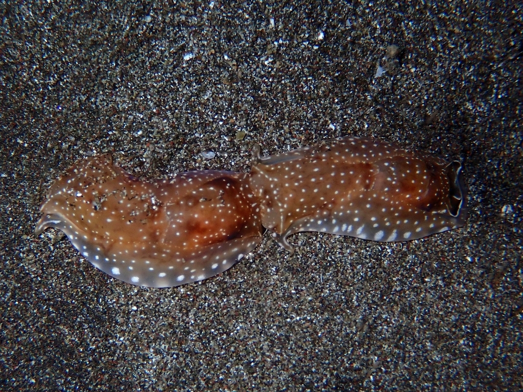 Aglaja tricolorata