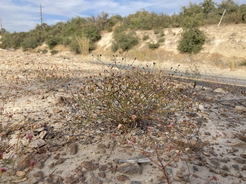 Image of Eriogonum apricum by (c) Adam J. Searcy, some rights reserved (CC BY)