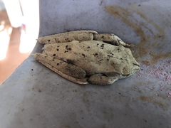 Boana calcarata