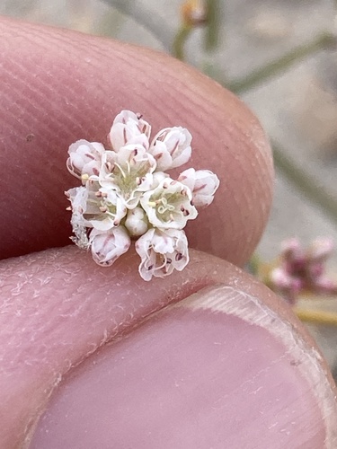 Image of Eriogonum apricum by (c) Adam J. Searcy, some rights reserved (CC BY)