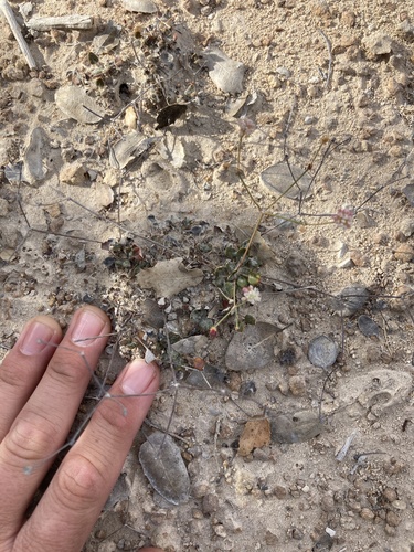 Image of Eriogonum apricum by (c) Adam J. Searcy, some rights reserved (CC BY)