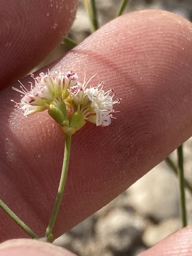 Image of Eriogonum apricum by (c) Adam J. Searcy, some rights reserved (CC BY)