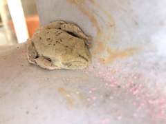 Boana calcarata
