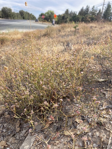 Image of Eriogonum apricum by (c) Adam J. Searcy, some rights reserved (CC BY)