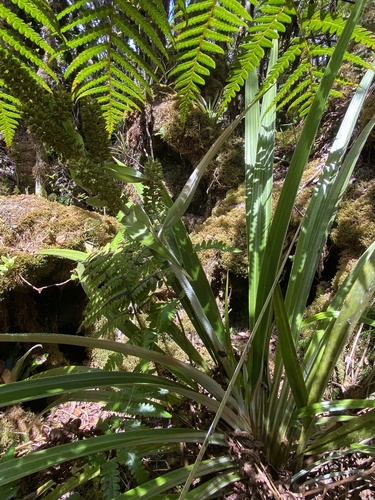 Astelia menziesiana observed 2024-09-12