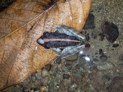 Craugastor fitzingeri