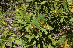 Chrysolepis sempervirens