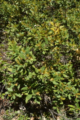 Chrysolepis sempervirens