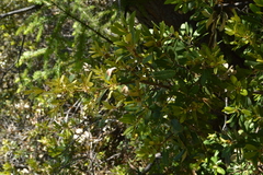 Chrysolepis sempervirens