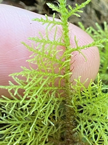 Thuidium cymbifolium observed 2024-09-12