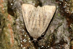 Photedes fluxa