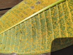 Coleosporium plumeriae