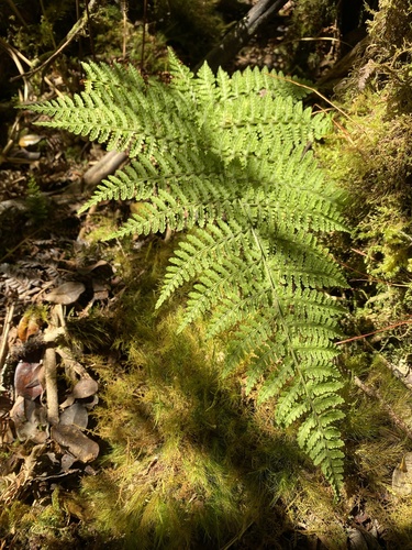 Dryopteris glabra observed 2024-09-12