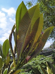 Coleosporium plumeriae