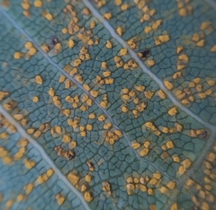 Coleosporium plumeriae