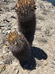 Ferocactus gracilis gatesii