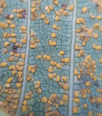 Coleosporium plumeriae