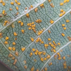 Coleosporium plumeriae