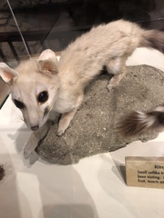 Bassariscus